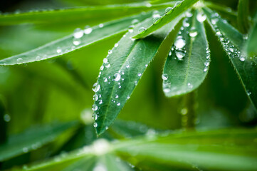 water drops on green leaf