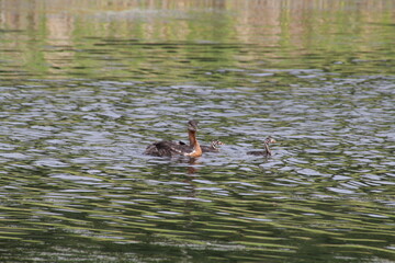 Red Necked Grebe Family, Pylypow Wetlands, Edmonton, Alberta