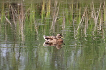 Mallard On Lake, Pylypow Wetlands, Edmonton, Alberta