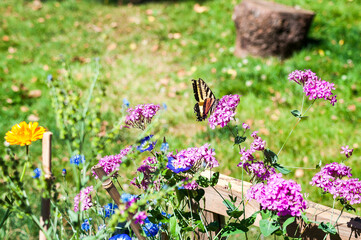 butterfly on flowers