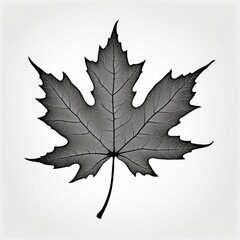 A detailed silhouette of a maple leaf, isolated on a white background, with sharp edges