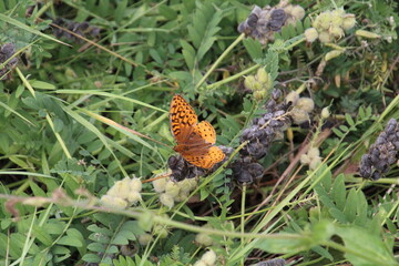 Orange Butterfly