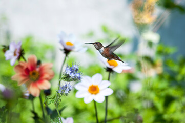 hummingbird in garden