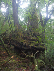 Giant old Yakusugi cedar moss covered tree in mystical green Yakushima forest