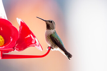 Hummingbird on feeder