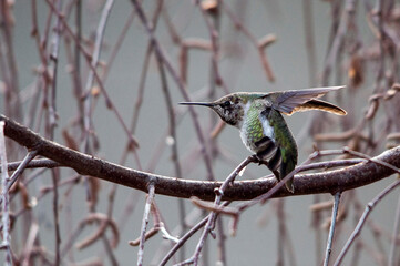 hummingbird on a branch