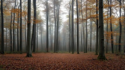Obraz premium A misty forest scene with tall trees and autumn leaves covering the ground.