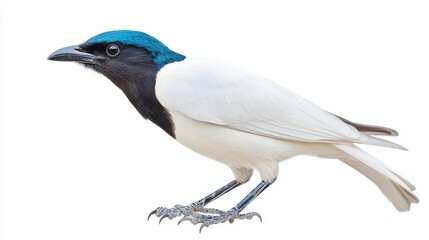 Obraz premium Bali starling on a white background
