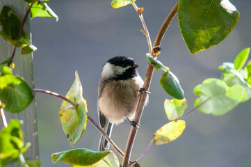 Black capped chickadee on branch
