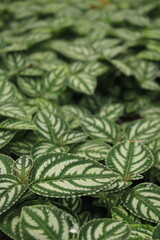 floor of green leaves