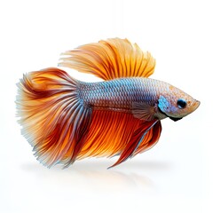 Fototapeta premium A vibrant Siamese fighting fish with flowing orange and red fins swims gracefully against a clean white background.