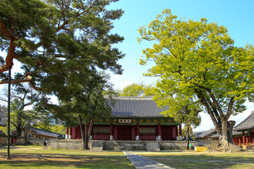 Myeongnyun-dong, Jongno-gu, Seoul, South Korea - April 15, 2022: Front view of Daeseongjeon Hall with old ginkgo and pine tree on the yard at Seonggyun-gwan Academy in spring