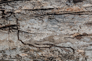 Background texture of old weathered bark
