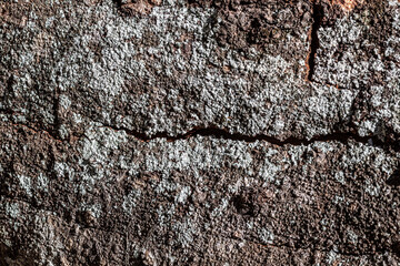 Background texture of old weathered bark