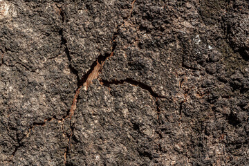 Background texture of old weathered bark