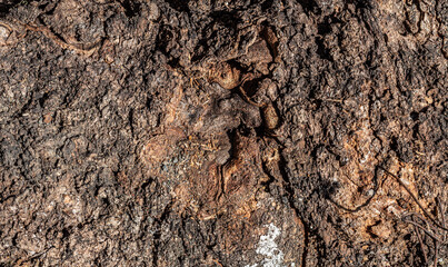 Background texture of old weathered bark