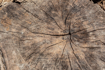 old weathered wood texture with cut cross-section of the log
