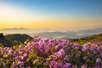 Hapcheon-gun, Gyeongsangnam-do, South Korea - May 4, 2022: Close-up of royal pink azalea flowers with the background of foggy rides and glow in the sky at Hwangmaesan Mountain