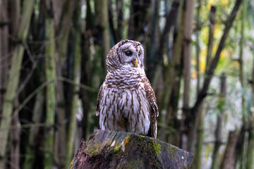 Barred owl (Strix varia) sitting on tree stump, looking to the side.Trees in background. 
