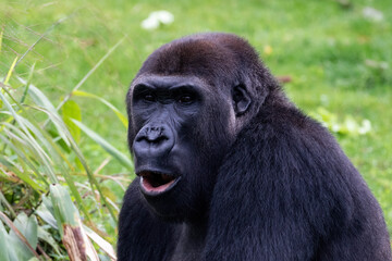 Naklejka premium Closeup, western lowland gorilla (Gorilla gorilla gorilla). Mouth open; grass in the background. 