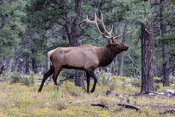 Rocky Mountain Elk (Cervus elaphus nelsoni), Grand Canyon National park. Male with large antlers walking through the pine forest. 
