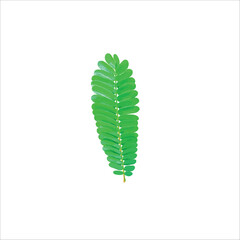 green leaves of Senna siamea leaves, vector illustrations.