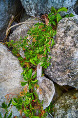 Rocky Terrain with Green Foliage Close-Up Perspective