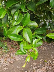Close up of mangosteen leaves in the garden at Mekong Delta Vietnam.