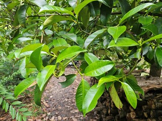 Close up of mangosteen leaves in the garden at Mekong Delta Vietnam.