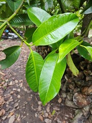 Close up of mangosteen leaves in the garden at Mekong Delta Vietnam.