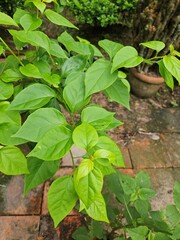  Close up of green leaves of lesser bougainvillea in the garden at Mekong Delta Vietnam.