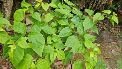  Close up of green leaves of lesser bougainvillea in the garden at Mekong Delta Vietnam.