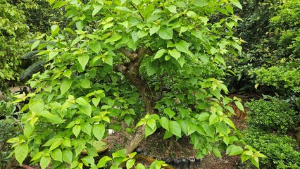  Close up of green leaves of lesser bougainvillea in the garden at Mekong Delta Vietnam.