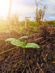 New plants emerge from the fertile soil