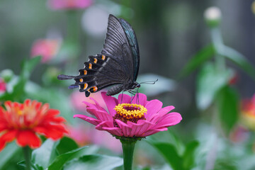 butterfly on flower