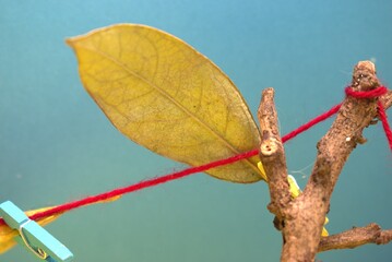 leaf, autumn, nature, green, plant, leaves, tree, isolated, fall, season, yellow, branch, foliage,...