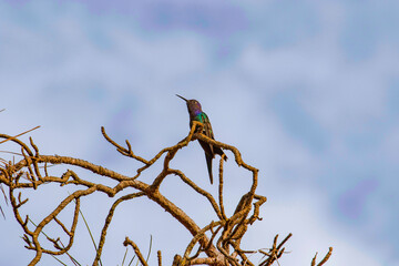 Beautiful hummingbird in green and blue colors perched on a tree branch, on a beautiful day with a blue sky