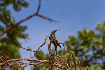 Beautiful hummingbird in green and blue colors perched on a tree branch, on a beautiful day with a blue sky