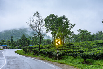 Tea garden with dense fog is a sight of beauty