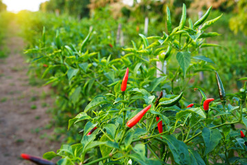 Field chili plant farm. Pepper Garden Vegetables.