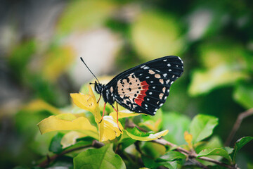 Bella Mariposa