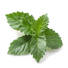 patchouli leaves isolated on white background