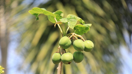 Castor fruit tree plant or Ricinus communis
