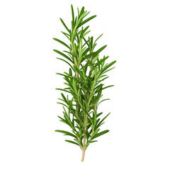 Fresh rosemary herb branch isolated on white background, ideal for cooking and culinary use