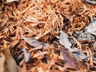 Wood shavings on the ground