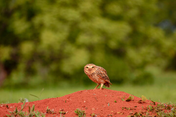 Curious owl on a mound of red sand with trees in the background, species: Athene cunicularia