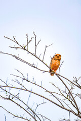 Curious owl on a tree branch, with a blue sky in the background, species: Athene cunicularia