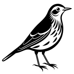 Pipit bird black silhouettes on white background