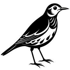 Pipit bird black silhouettes on white background