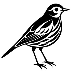 Pipit bird black silhouettes on white background